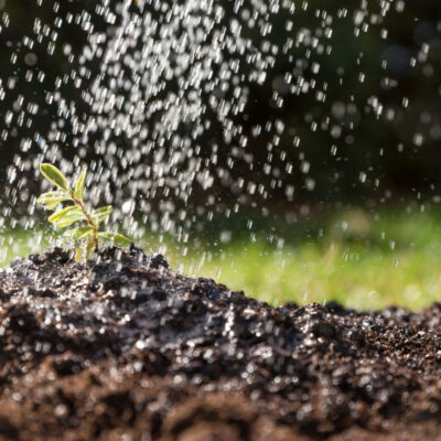 Warum die Wahl des richtigen Düngers über deinen Gartenerfolg entscheidet