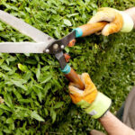 Die richtige Hecke für jeden Garten