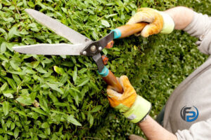 Hecke