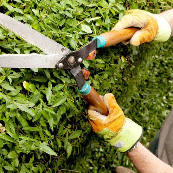 Die richtige Hecke für jeden Garten